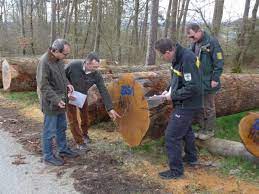 deutlich gestiegene preise fur eiche bei der 39 eichen und buntlaubholzsubmission des neckar odenwald kreises und des hohenlohekreises metropolnews info
