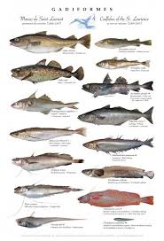 Photogallery Sea Fish Cod Fish Water Mammals
