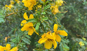 Image result for Senna occidentalis