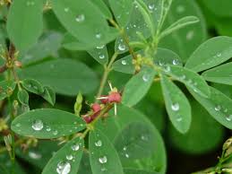 Image result for Indigofera subulata