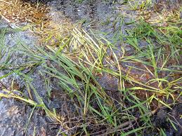 Image result for Glyceria fluitans