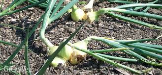 Rice, corn and oats come from grass plants, for example, and most livestock animals feed primarily on grasses. Growing Onions In Clusters The Easy Way To Grow From Seed