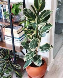 Ficus Elastica Veja Os Principais Tipos E Como Cuidar