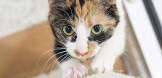 I've replaced both the carpet and padding. Destructive Scratching Aspca