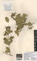 Image result for Maerua triphylla
