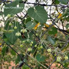 Image result for Pergularia daemia