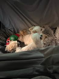 Instagram video by Jessica Hallman Lorenz • Jan 21, 2025 at 6:27 PM