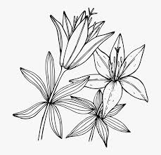 Here is a coloring sheet of lily pad for your kids. Transparent White Lily Flower Clipart Lily Coloring Pages Hd Png Download Transparent Png Image Pngitem