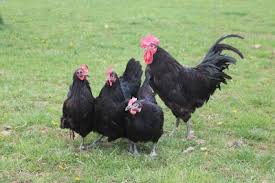 Maybe you would like to learn more about one of these? Hoover S Hatchery Black Australorp Chickens 10 Count Baby Chicks Bap At Tractor Supply Co
