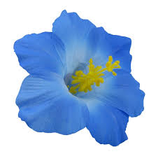 Maybe you would like to learn more about one of these? Blue Hawaiian Hibiscus Realistic Flower Hair Clip Etsy