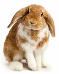 New and used items, cars, real estate, jobs, services, vacation rentals and more virtually anywhere in ontario. Raising Rabbits As Pets Animals Grit Magazine