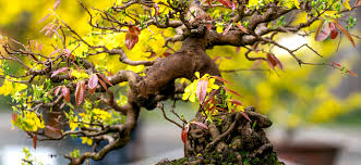 Yellow Bonsai Leaves What They Mean And How They Happen Bonsai Shop