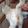 Why spay and neuter cats. Https Encrypted Tbn0 Gstatic Com Images Q Tbn And9gcss2e3jtjnmfaw9xwgktzna6tkvq9 Cj9tvzyf90so4lorbb4l7 Usqp Cau