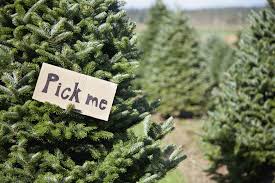 Admission is $15 per car; 50 Best Christmas Tree Farms In America Christmas Tree Farms Near Me