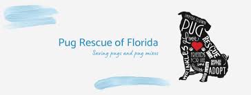 Wanting to adopt from florida english bulldog rescue? Pug Rescue Of Florida Home Facebook