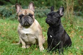 Find home for an animal alerts get alerts. Male Vs Female French Bulldog A Side By Side Comparison