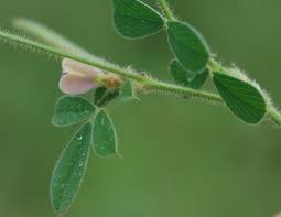 Image result for Tephrosia pumila