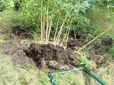 Thus, this method is recommended only for smaller patches or clumping varieties. 7 Ideas To Stop Backyard Bamboo Bamboo Bamboo Plants Backyard
