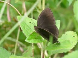 Image result for Mikania sagittifera