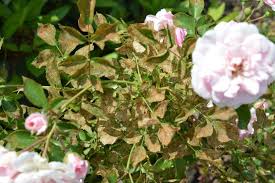 Perfect roses are prized for gardens, bouquets and flower shows, but roses attract pests that blemish leaves and flowers. Rose Insect Pest Alert The Roseslug Sawfly Hymenoptera Tenthredinidae Ecological Landscape Alliance