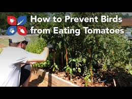 What smell do birds hate? Do My Own Gardening How To Prevent Birds From Eating Tomatoes Ep10 Youtube