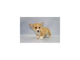 Extremely loving with its family, it will love to follow the family around and be involved in your. Visit Our Pembroke Welsh Corgi Puppies For Sale Near St Augustine Florida