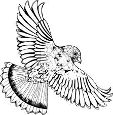 Dessin ensemble noir et blanc. Dessin Noir Et Blanc Dun Aigle Oiseau En Vol Affiches Murales Posters Ailier Embleme Ethnique Myloview Fr