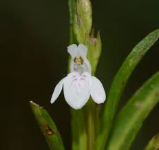 Image result for Justicia anselliana