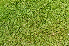 Trafficmaster grizzly grass 12 ft. Natural Outdoor Green Grass Broadleaf Carpet Grass Texture Stock Photo Picture And Royalty Free Image Image 13835116