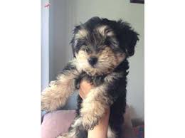 Erkek Morkie Yavru Kopek Dunyasi