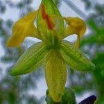 Image result for Aneilema aequinoctiale