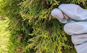 Maybe you would like to learn more about one of these? How To Remove Treat For Bagworms On Arborvitae Plant Addicts