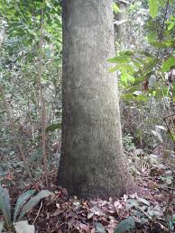 Image result for Tessmannia