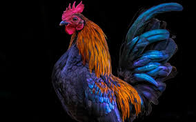 Maybe you would like to learn more about one of these? 5492530 1920x1200 Rooster Wallpaper Free Hd Widescreen Cool Wallpapers For Me