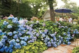 Bloom Ralph Lee Anderson Oakleaf Hydrangeas Bloom First In Late Spring Followed By French Smooth An In 2020 Growing Hydrangeas Hydrangea Landscaping Hydrangea Care