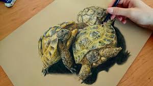 Colored pencil sea turtle drawing color. Colored Pencil Drawing Tortoise Speed Draw Josymovies Youtube