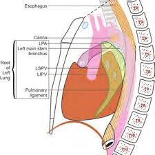 Lymph nodes along a named vascular trunk (as defined by the fourth edition of the ajcc staging manual) are those along a vein or artery that carries. Pdf Techniques Of Linear Endobronchial Ultrasound