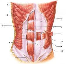 These muscle names are based on the muscles' resemblance to some objects. Muscles Of The Trunk Proprofs Quiz