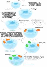 Here we are providing you with topic wise mcqs helping you to learn the topic during your we have included many questions appeared in different biology exams. Endosymbiotic Theory Definition And Evidence Biology Dictionary