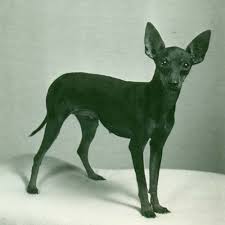 The manchester terrier developed in the english city of manchester which is described as the world's first industrial city. Manchester Terrier Dog Breed Information
