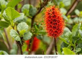 Image result for Greyia