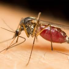 Image result for mosquito bite