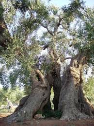 Patriarch This Term Identifies The Old Secular Trees Trees And Others That Can Be Considered The Founders Of Our Woods Weird Trees Old Trees Tree