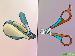 We found some offering nail trimming for as little as £3 but you can expect to pay somewhere around £5 per guinea pig at most of. How To Cut Guinea Pig Claws 15 Steps With Pictures Wikihow