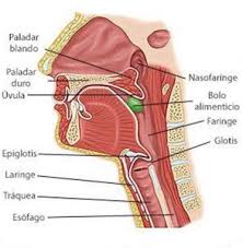 Mecanismo velofaringeo activo. El... - Caminos Posibles | Facebook