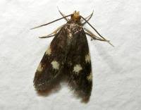 Image result for Telechrysis tripuncta