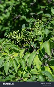 Image result for Intsia