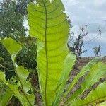 Image result for Anthocleista vogelii