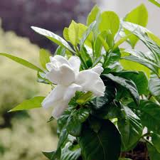 Image result for Gardenia resinifera