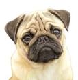 Pug Face - YouTube